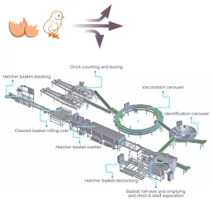 Chick Identification carousel
