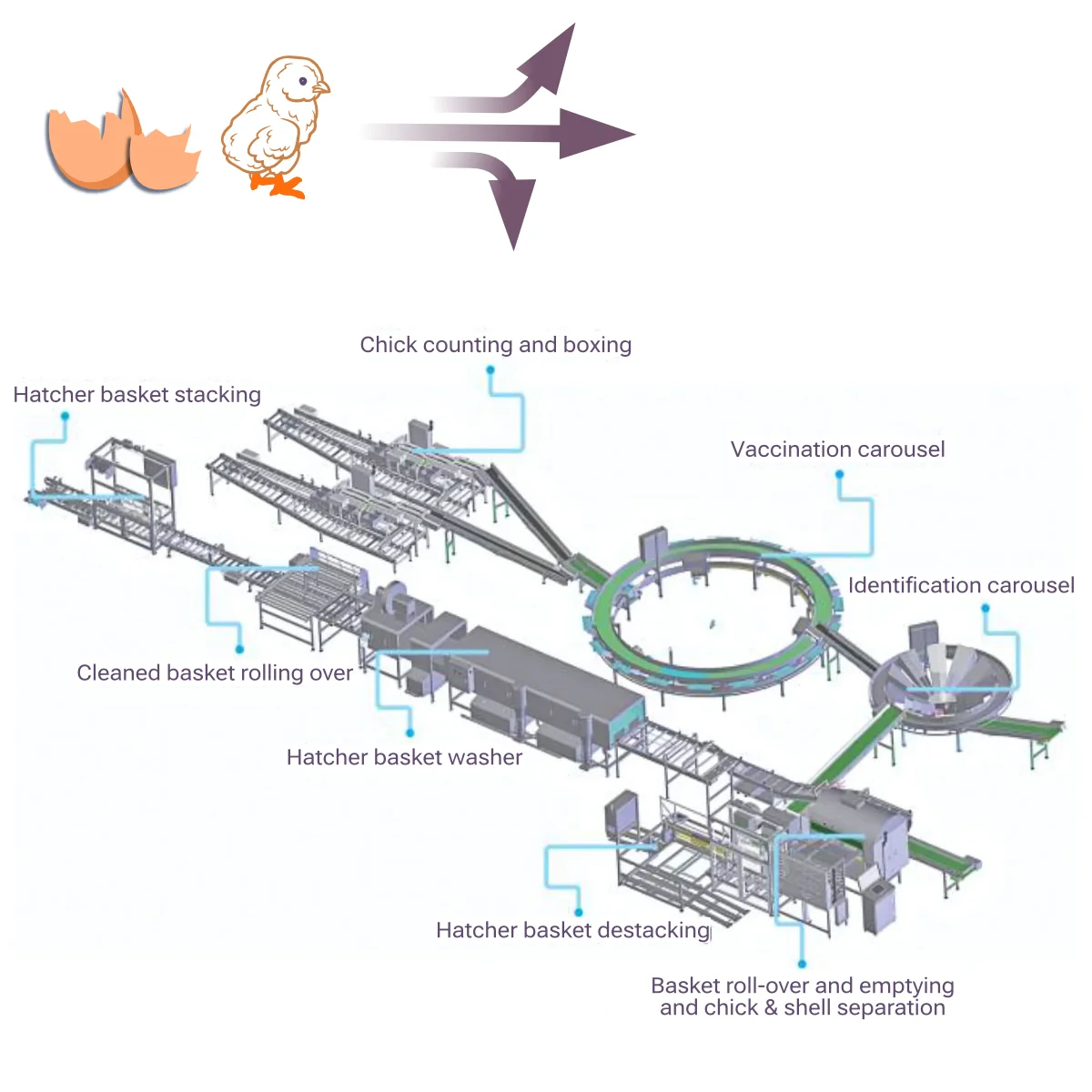 Chick Identification carousel