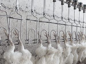 animal welfare chicken slaughter stun & kill guide