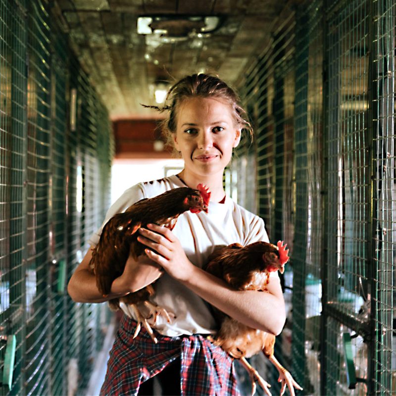 Live bird handling. Poultry Welfare Photo by Cottonbro Studio