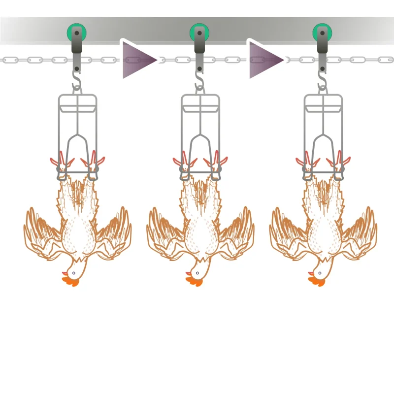 Animal Welfare Guide Pt. 1 - Good Bird Handling at the Slaughterhouse 3 bird hanging, shackling and conveying
